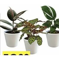 Premium Tropical Plants in 6" Decor Pot
