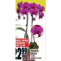 Premium Orchid