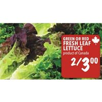 Green or Red Fresh Leaf Lettuce
