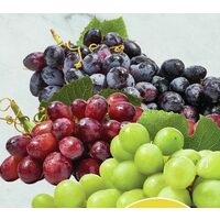 Extra Large Red, Green Or Black Seedless Grapes