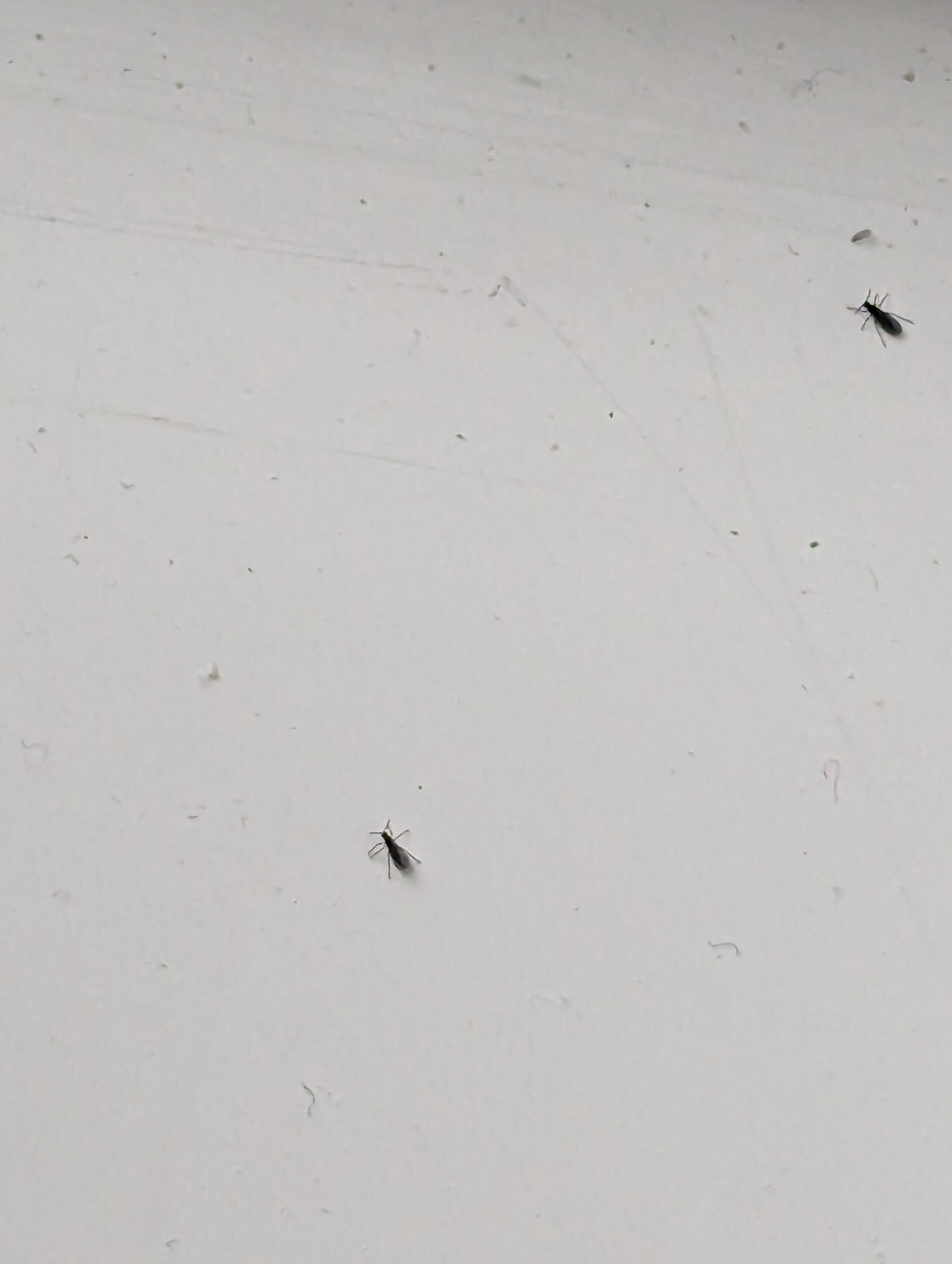 Flies on patio door from past few days how to stop? RedFlagDeals