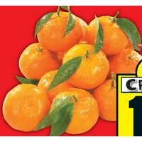 Stem & Leaf Clementines