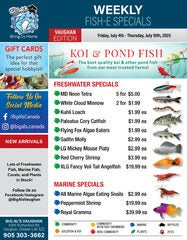 Big Als: Vaughan location $3.99 Fire Red cherry shrimp