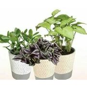Premium Tropical Plants Or Succulents  - $12.99
