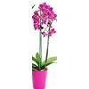 5 Inch Orchid - $28.00